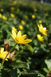 Close-up of yellow flower blooming outdoors