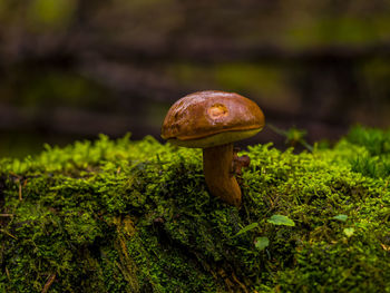 Close-up of mushroom growing on moss