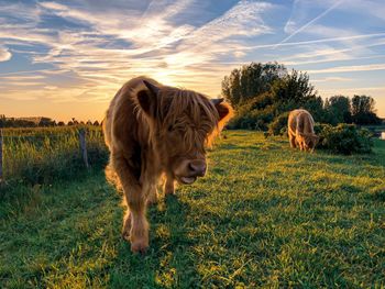 Cattle grazing on grass against sky during sunset