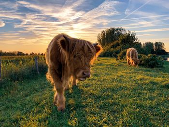 Cows in a field