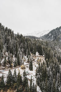 Pine trees on snowcapped mountains against sky