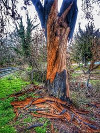 Trees in forest