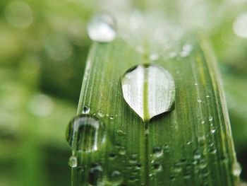 Close-up of raindrops on leaf