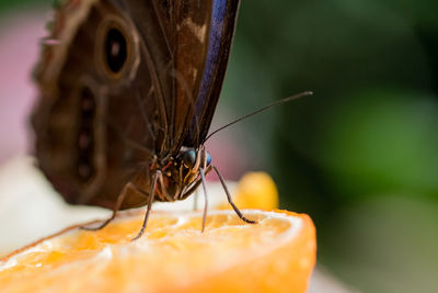 Close-up of insect