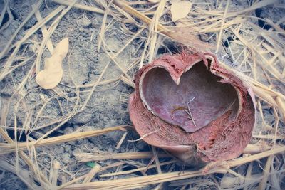 Close-up high angle view of leaf
