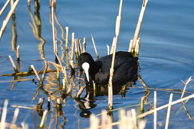 Duck swimming in lake