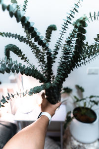 High angle view of man holding potted plant