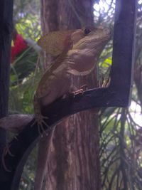 Close-up of insect on tree