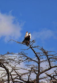 Low angle view of bird perching on branch