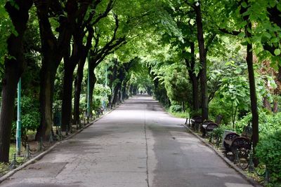 Trees in forest