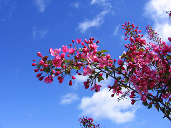 Low angle view of pink flower tree against blue sky