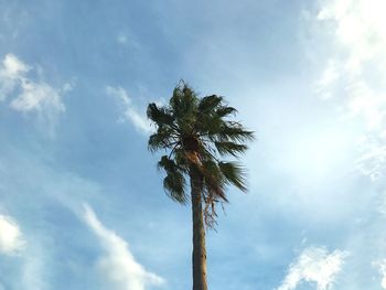 Low angle view of palm tree against blue sky