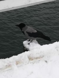 White bird on snow during winter