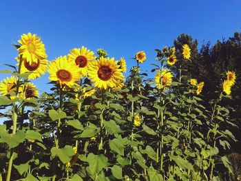 Low angle view of sunflowers against clear blue sky