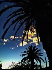 Low angle view of palm trees against sky