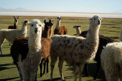 Llama standing on field against sky