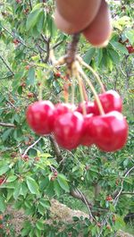 Close-up of red flowers