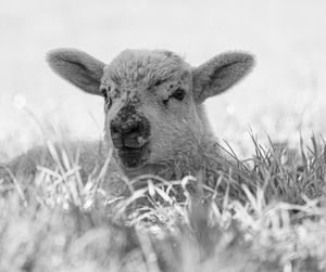 Portrait of new born lamb focusing on head nose and ears in green field 