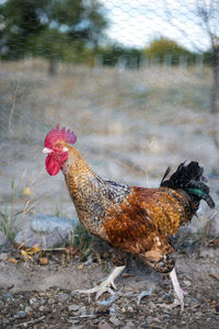 Side view of rooster walking at farm