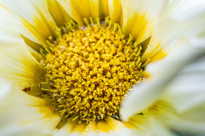 Close-up of yellow flowering plant