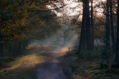 Trees in forest during autumn