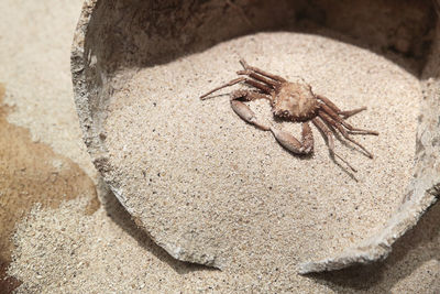 Ancient prehistoric crab resting on the sand