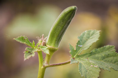 Close-up of okra plant