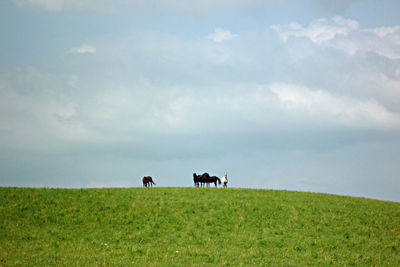 Horses on field against sky