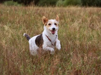Portrait of dog running in field