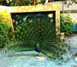 Rear view of a bird