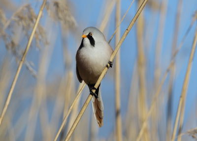 Close-up of bird perching on twig