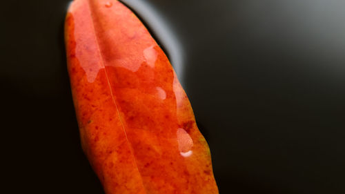 Close-up of orange leaf against black background