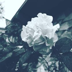 Close-up of white flowers blooming outdoors