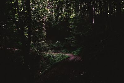 View of trees growing in forest