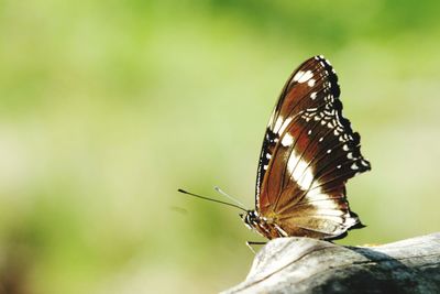 Close-up of butterfly