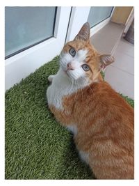 Portrait of ginger cat on grass