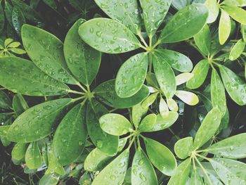 Directly above shot of wet plants