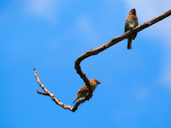 Low angle view of bird flying against blue sky