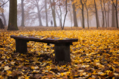 Yellow trees in park during autumn