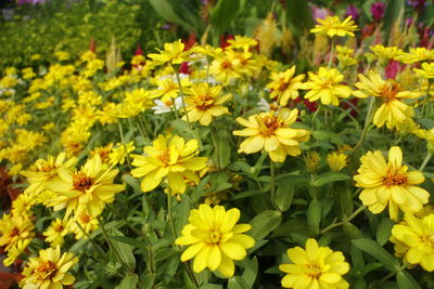 Close-up of yellow flowers blooming on field