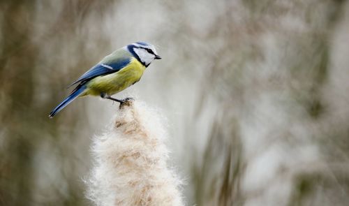 Close-up of bird perching on a plant