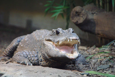 Caiman grin