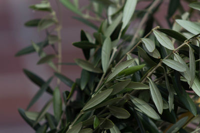 Close-up of fresh green leaves