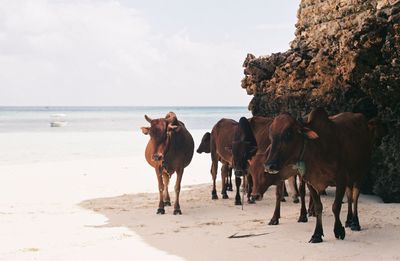 Cows walking at beach against sky