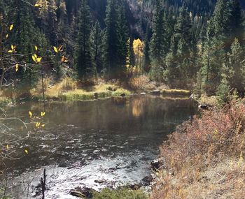Scenic view of lake in forest