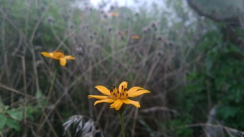 Close-up of yellow flower against blurred background