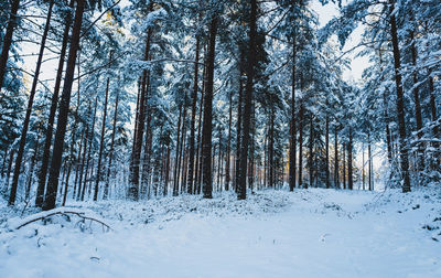 Trees in forest during winter