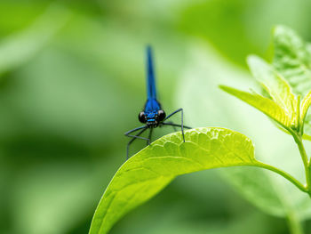 Close-up of insect on leaf