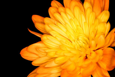Close-up of orange day lily against black background