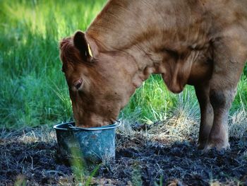 Close-up side view of a cow